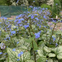 Brunnera macrophylla 'Jack Frost'